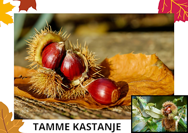 Lesmateriaal Woordkaarten: noten in de herfst van auteur Kleutertalent