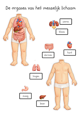 Lesmateriaal True van auteur JufkeSarah