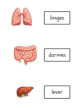 Lesmateriaal Organen van het menselijk lichaam van auteur JufkeSarah slide 2