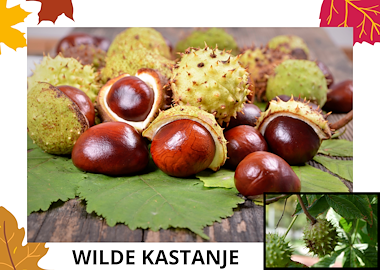 Lesmateriaal Woordkaarten: noten in de herfst van auteur Kleutertalent slide 2